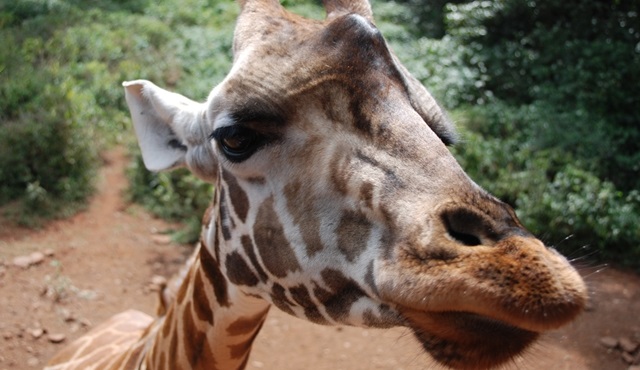 Zürafa: Afrika’nın Devi, Nat Geo Wild’da ekrana geliyor!