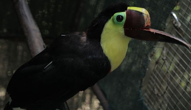 Toucan Nation, ilk sezonuyla dünya ile aynı anda TLC ekranlarında!