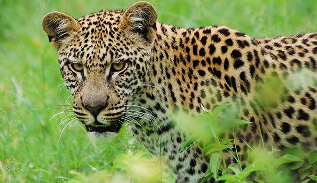 Hayvanlara Suçüstü, 6. sezonu ile Nat Geo Wild’da