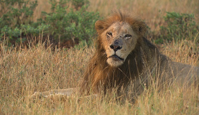 Cecil: Bir Kralın Mirası, National Geographic WILD'da ekrana gelecek!