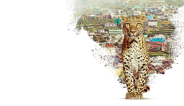 Nilgiris: Mavi Dağların Hikayesi, National Geographic WILD ekranlarında! 