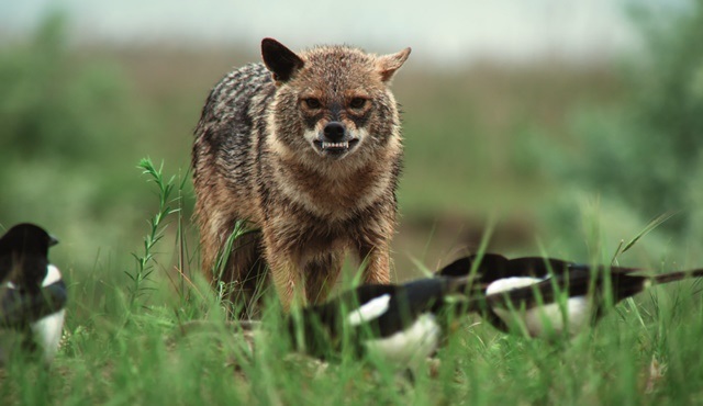 Vahşi Avcılar, National Geographic WILD’da ekrana gelecek!