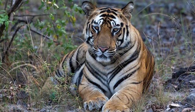 Taru’nun Kaplan Kraliçesi, National Geographic WILD'te ekrana gelecek!