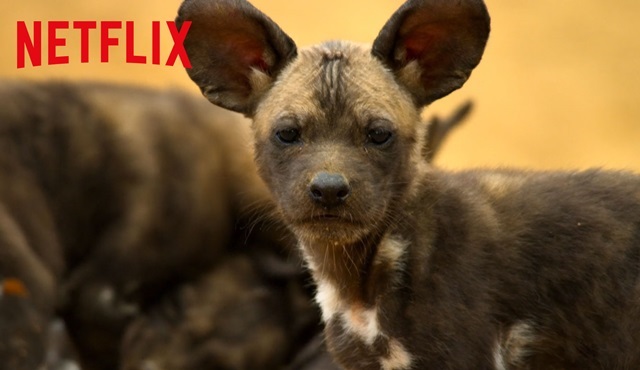 Netflix, yeni belgesel dizisi Our Planet'in fragmanı yayınlandı!