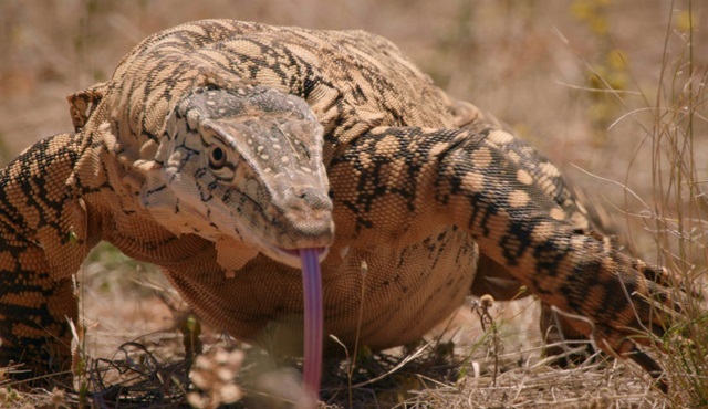 Canavarlar Haftası bir hafta boyunca Nat Geo Wild'da!