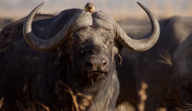 Afrika’nın Ölümcül Avcıları Nat Geo Wild’da!