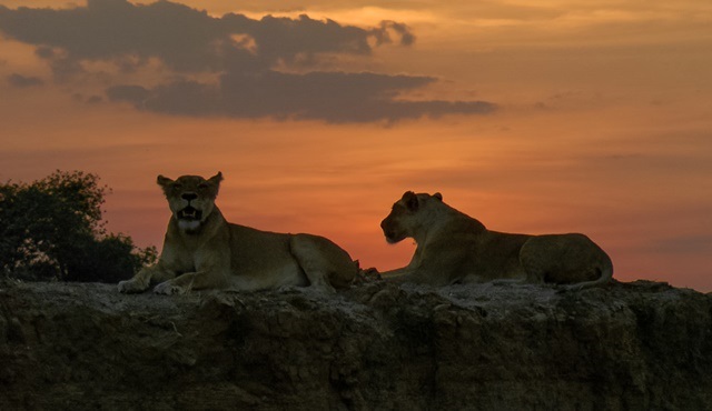 Yırtıcılar Diyarı, National Geographic WILD kanalında ekrana gelecek!