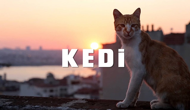 K Kedi Şerafettin Full izle - 720p Hd - SineFilmnet