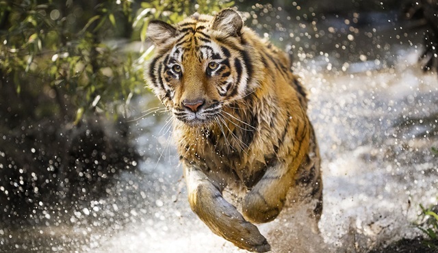Kaplanlar Diyarı Discovery Channel'da ekrana gelecek!