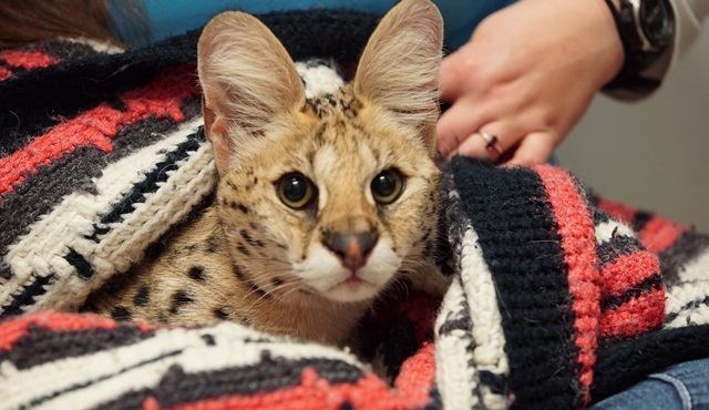Hayvan Hastanesi, Nat Geo Wild ekranlarında başlıyor!