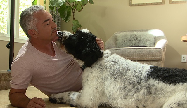 Cesar Millan: Acil Yardım, 3. Sezonu ile Nat Geo People'da!