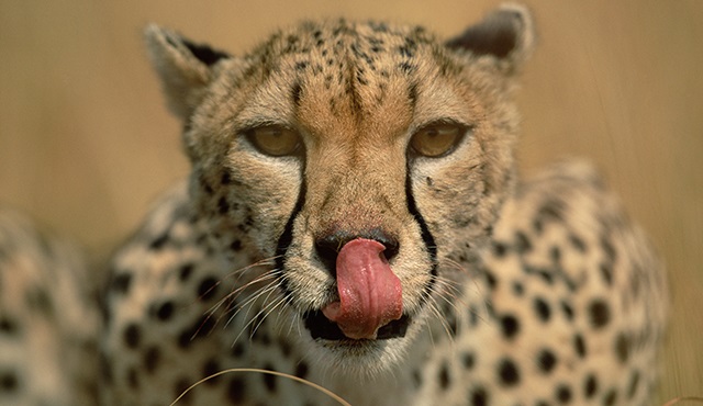 Ölümcül İçgüdüler, Nat Geo Wild ekranlarında!