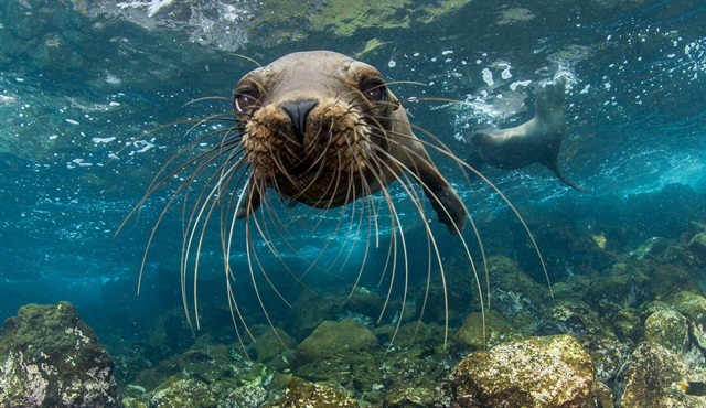 Kritik Görev: Galapagos Adaları, Nat Geo Wild ekranlarında başlıyor!