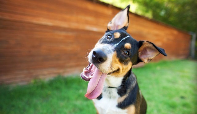 Köpekleri Tanıyalım: Yeni Numaralar, Animal Planet ekranlarında başlıyor!