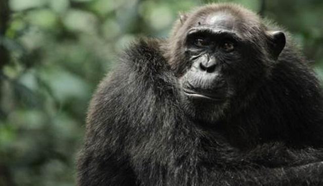Savaşçı Maymunların Yükselişi Discovery Channel'da yarın başlıyor 