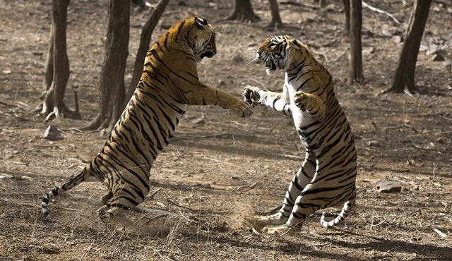 Kaplanların Çarpışması, National Geographic WILD’da ekrana gelecek!