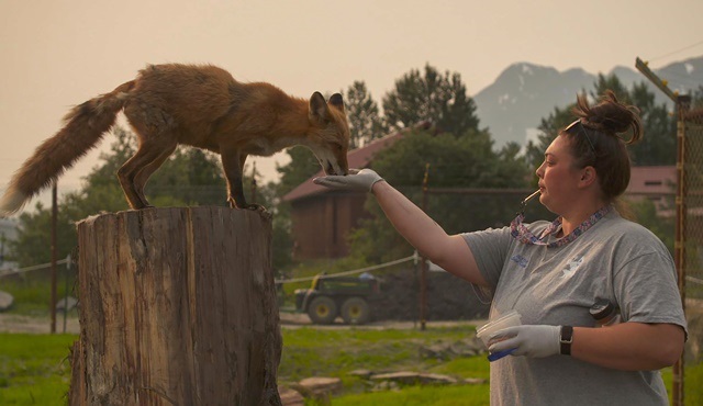 Alaska’nın Kahramanları yeni sezonuyla National Geographic WILD ekranlarında!