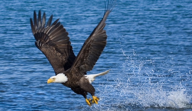 Çılgına Dönen Hayvanlar, 3. sezonu ile Nat Geo Wild’da!
