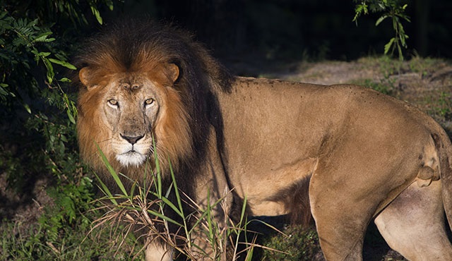 Büyük Kediler Şubat ayı boyunca Nat Geo Wild ekranlarında olacak