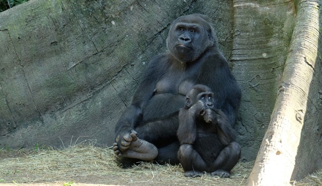 Bronx Hayvanat Bahçesi yarın Animal Planet ekranlarında başlıyor!
