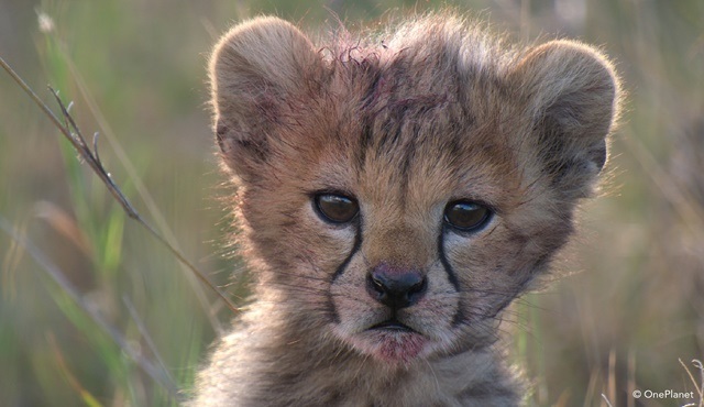Afrika’da Doğanlar ilk bölümüyle Nat Geo WILD’da ekrana gelecek!
