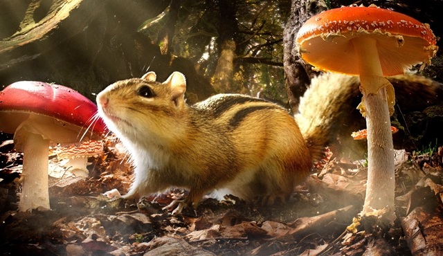 Küçük hayvanların “Gizli Krallıklar”ı BBC Earth’te!