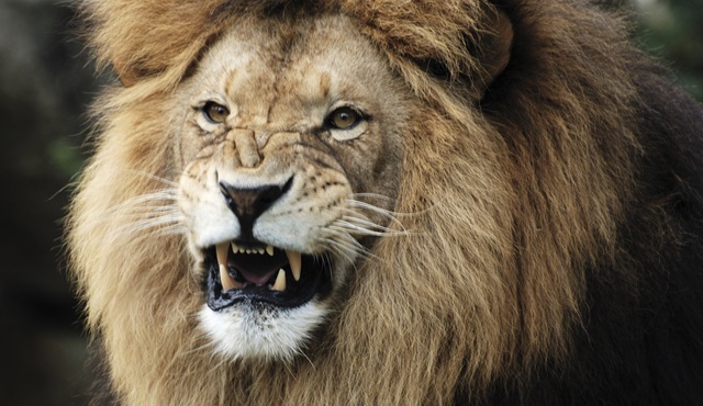 Muhteşem canlılar bilinmeyen özellikleriyle Nat Geo Wild’da