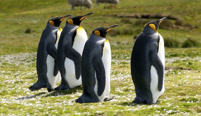 Endonezya'nın Vahşi Adaları Animal Planet'te Başlıyor 