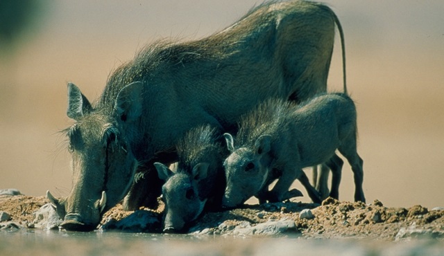 Vahşi Yolculuk: Afrika Nat Geo Wild’da!