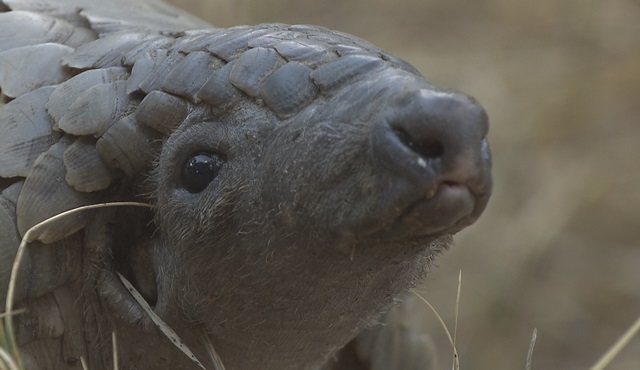 Güney Afrika’nın vahşi güzellikleri Nat Geo Wild’da ekrana geliyor