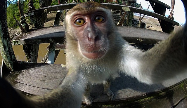 Hayvanların İnanılmaz Selfieleri, Nat Geo Wild’da başlıyor