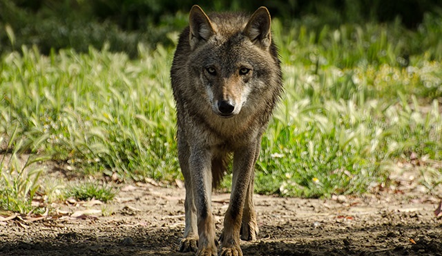 Vahşi Yolculuk: Türkiye, Nat Geo Wild ekranlarında olacak