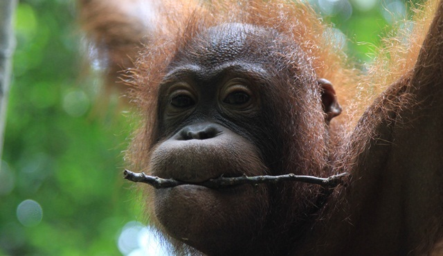 Borneo'nun Kayıp Krallığı Nat Geo Wild ekranlarında başlıyor