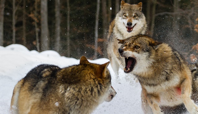 Hayvanların “Dövüş Kulübü” Nat Geo WILD’da ekrana gelecek!