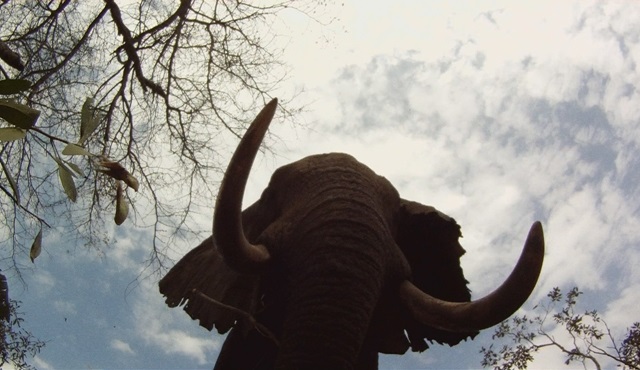Afrika’nın Ölümcül Avcıları  2. sezonu ile Nat Geo Wild’da!