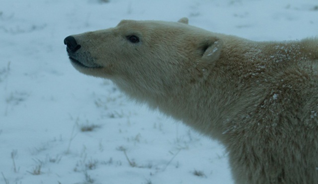 Kutup Ayısı İstilası Nat Geo Wild ekranlarında başlıyor