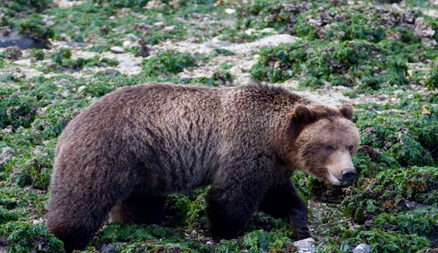 Bozayının Ziyafeti Nat Geo Wild ekranlarında başlıyor​