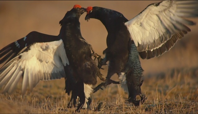 Real Angry Birds, Temmuz ayında Nat Geo Wild'da başlıyor!