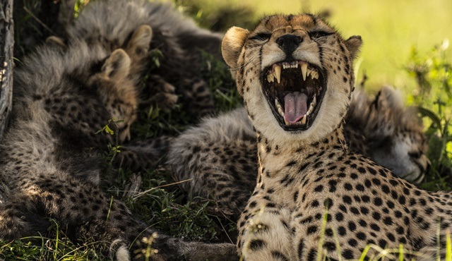 Büyük Kediler Şubat ayı boyunca National Geographic NOW’da!