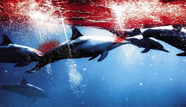 The Cove: Oluk oluk kan akıyor, yunus katliamı devam ediyor!