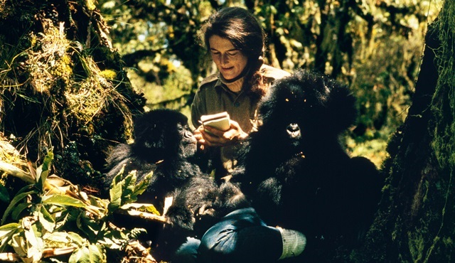 National Geographic’in yeni serisi Dian Fossey, 3 Aralık'ta başlıyor!