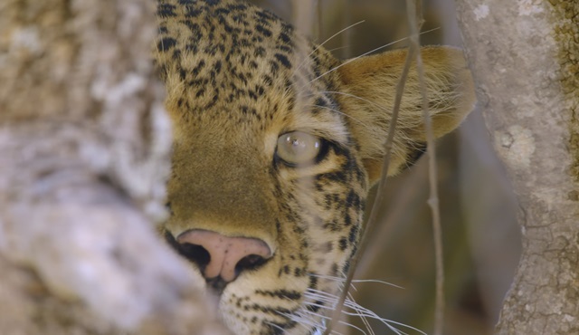 Büyük Kediler Nat Geo Wild ekranlarında!