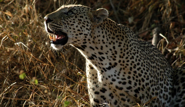 Afrika’nın Ölümcül Avcıları Derleme, National Geographic WILD'de ekrana gelecek!