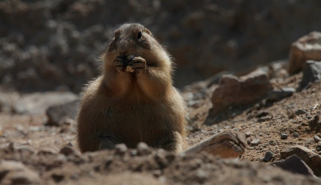 Meksika’nın Vahşi Yüzü Nat Geo WILD’da ekrana gelecek!