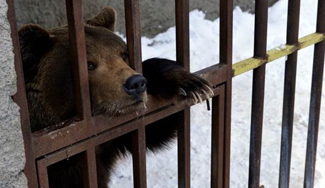 Vahşi Hayvan Kurtarma, Animal Planet'te başlıyor!
